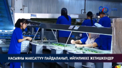 Насыяны максаттуу пайдаланып, ийгиликке жетишкендер